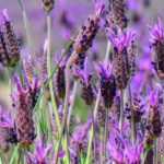 6 vivaces mediterráneas