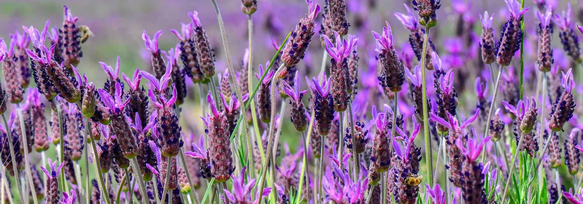 6 vivaces mediterráneas