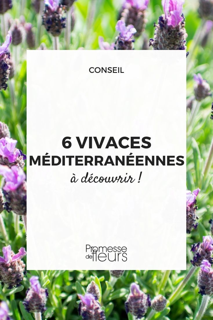 plantas vivaces del Mediterráneo