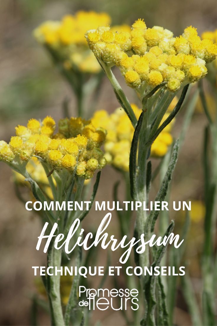 esquejar sembrar dividir helicriso siempreviva