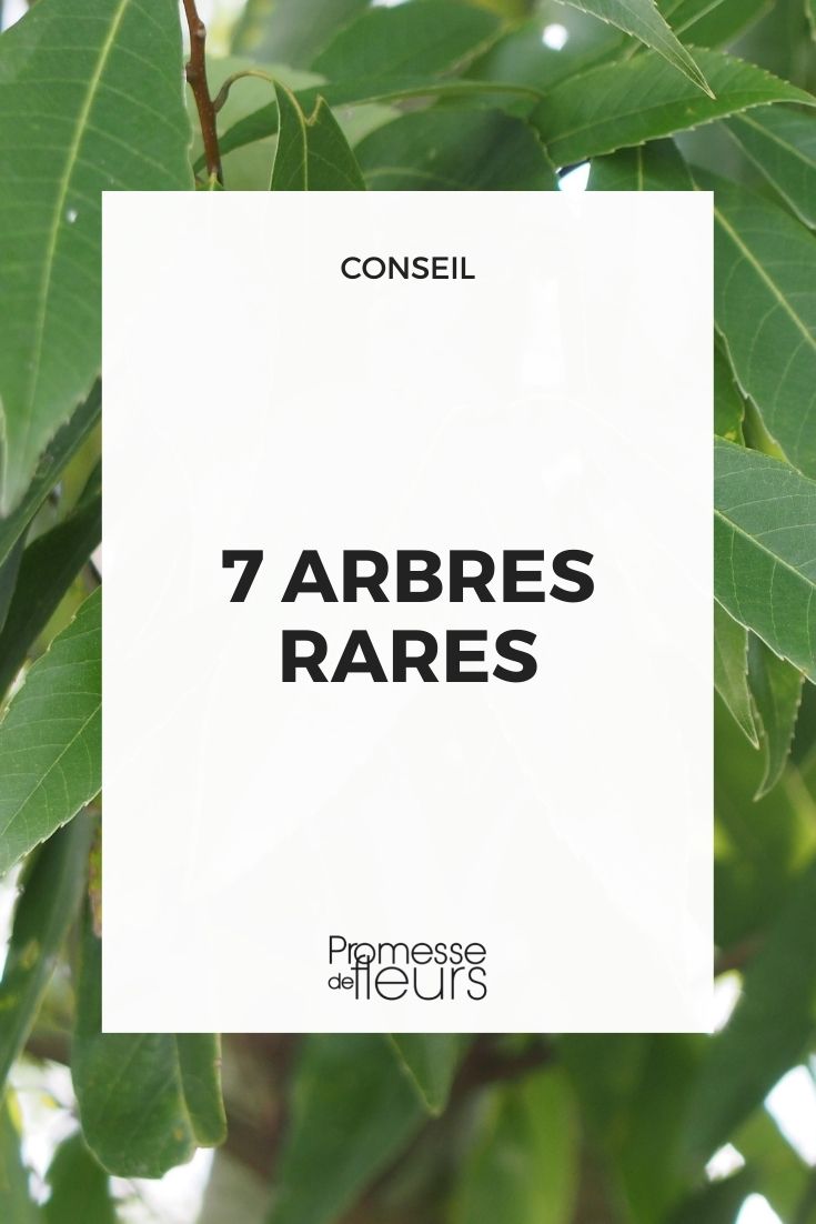 7 árboles raros