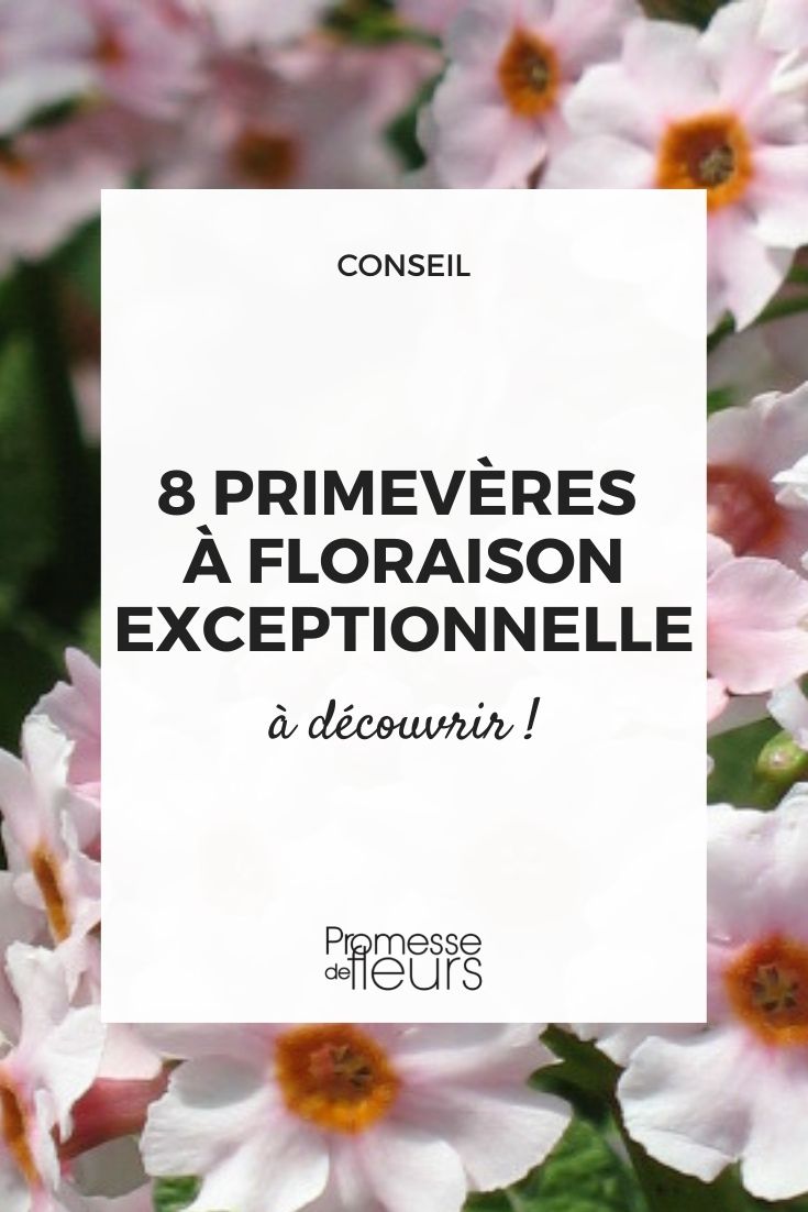 prímula de hermosa floración