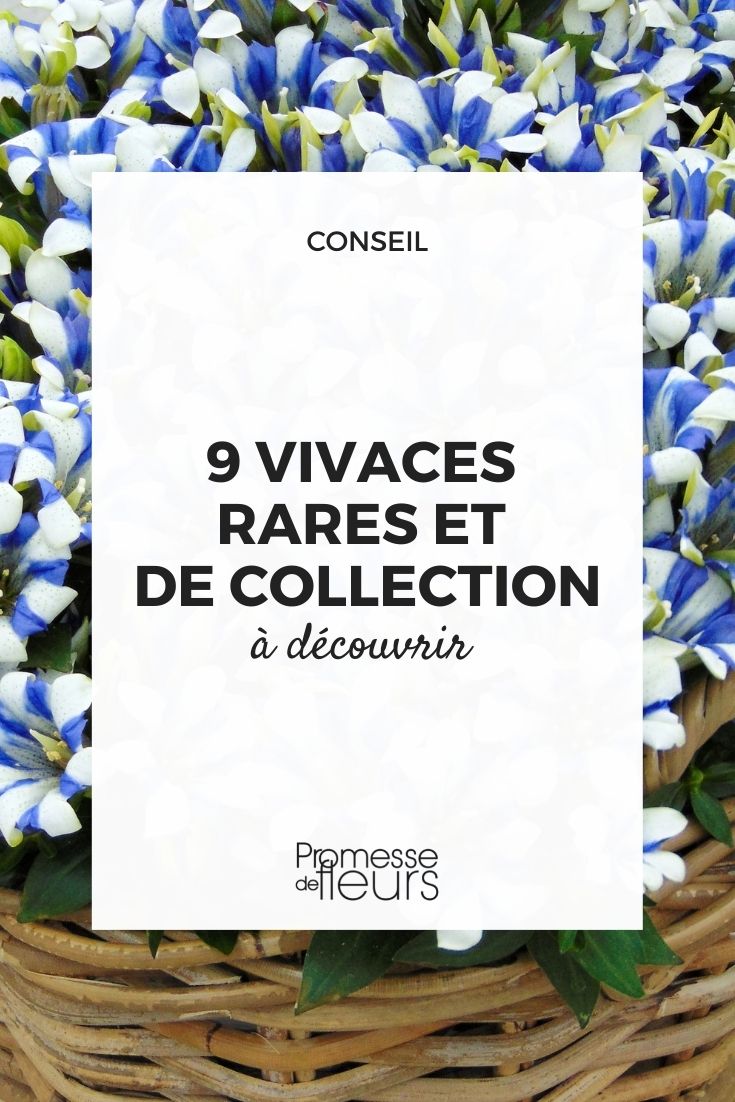 vivaces raras por descubrir