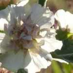 Alcalthaea: plantación, poda y cuidados