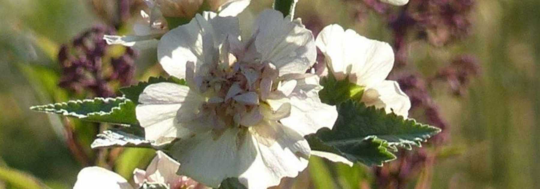Alcalthaea: plantación, poda y cuidados
