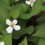 Asociar la Houttuynia