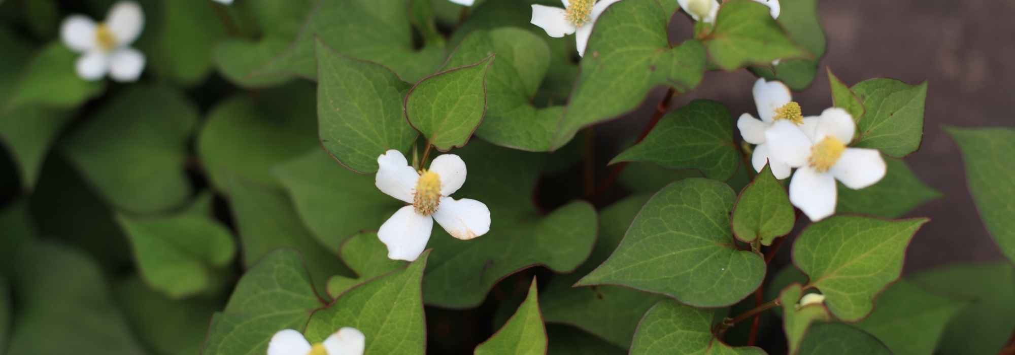 Asociar la Houttuynia