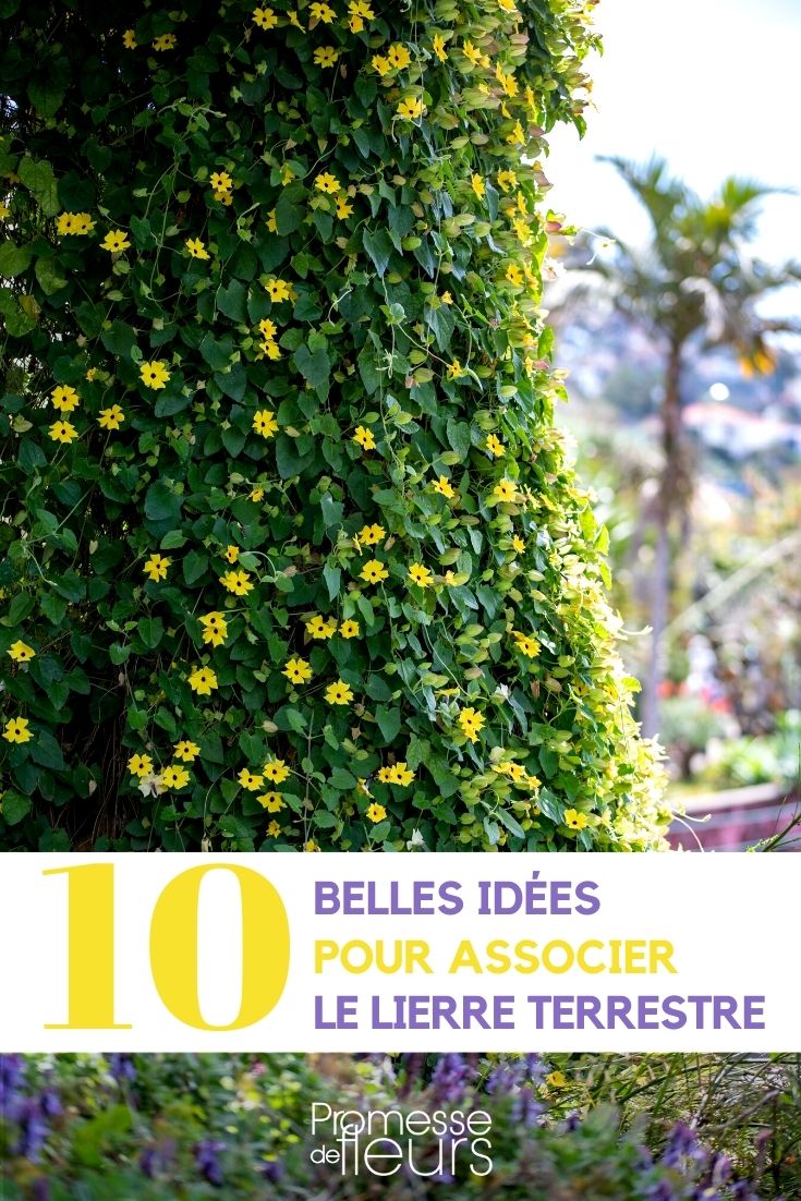 Combinar la suzanne de ojos negros