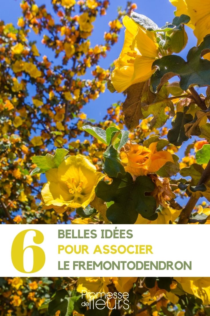 asociación fremontodendron jardín