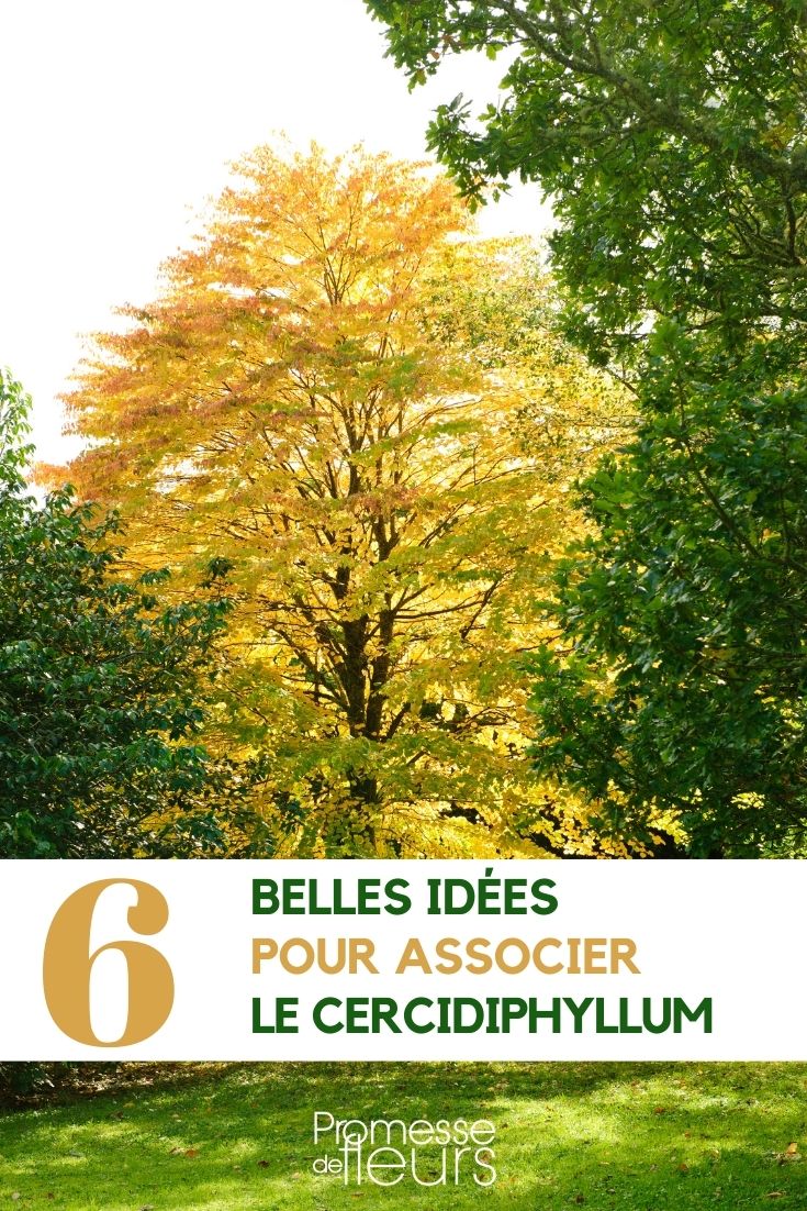 Asociar el cercidiphyllum