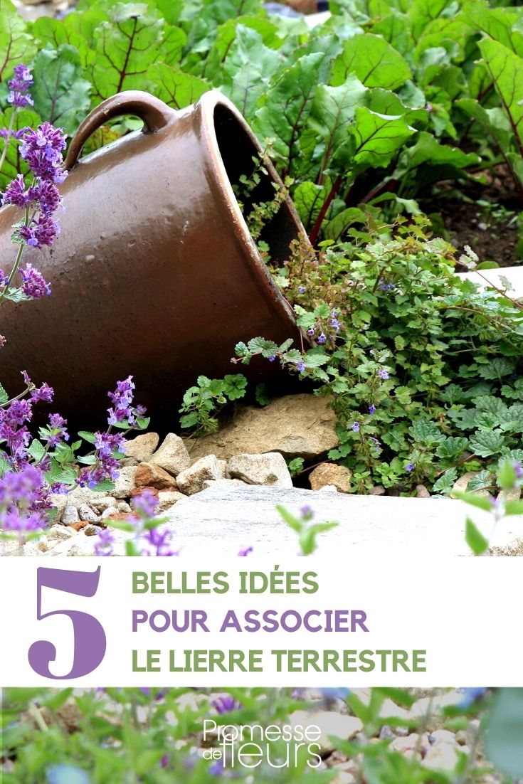 Asociar la hiedra terrestre