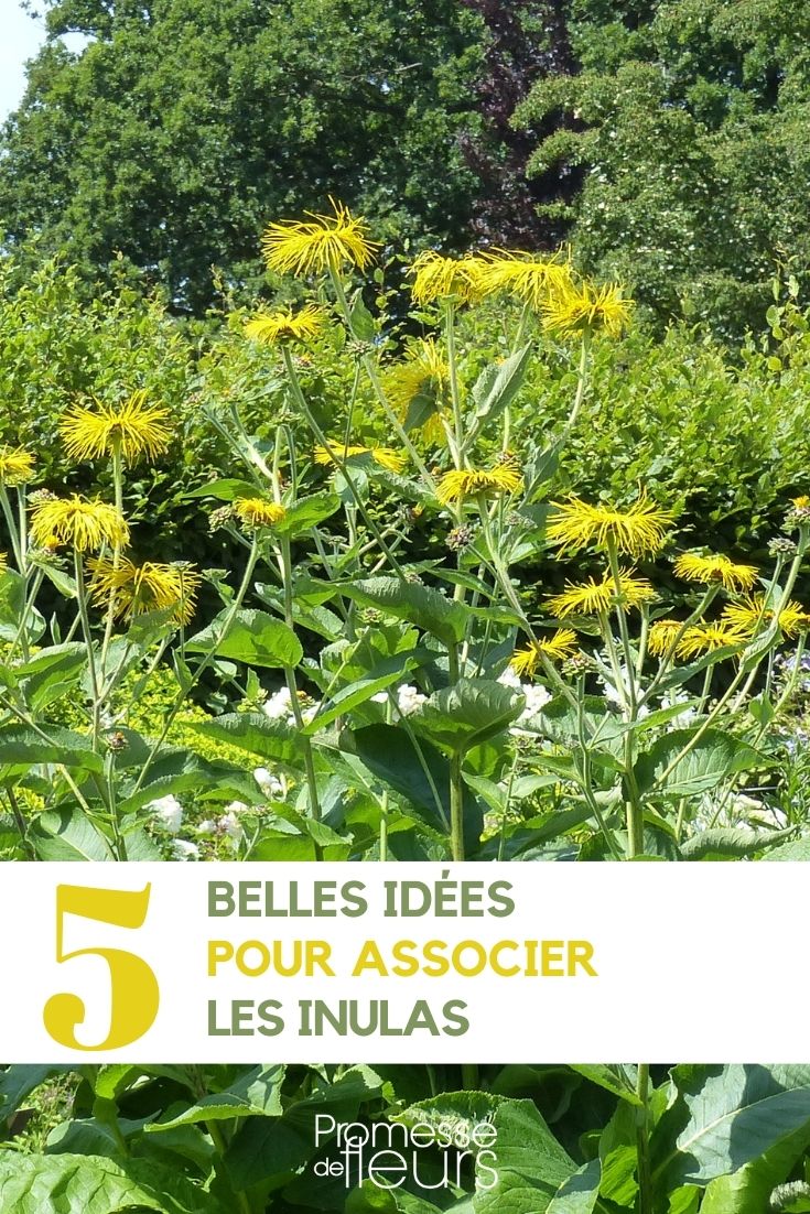 asociación de la inula (Inula helenium) en el jardín