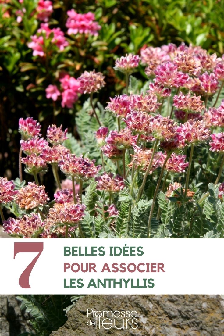 Asociar los anthyllis