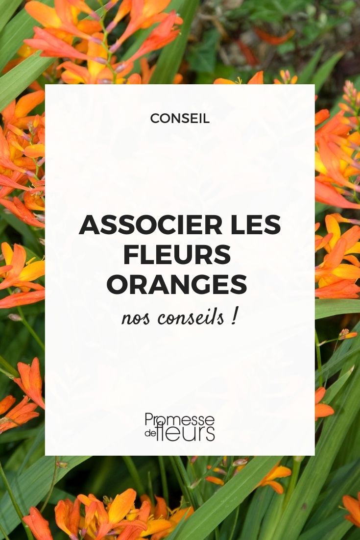 asociación de flores de color naranja