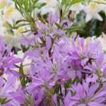 ¿Cómo podar una Azalea?