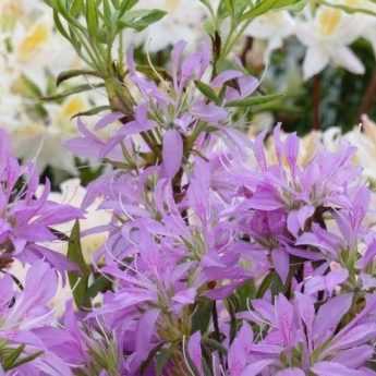 ¿Cómo podar una Azalea?