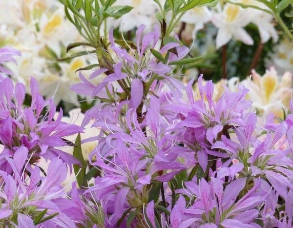 ¿Cómo podar una Azalea?