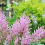 Elegir una Astilbe