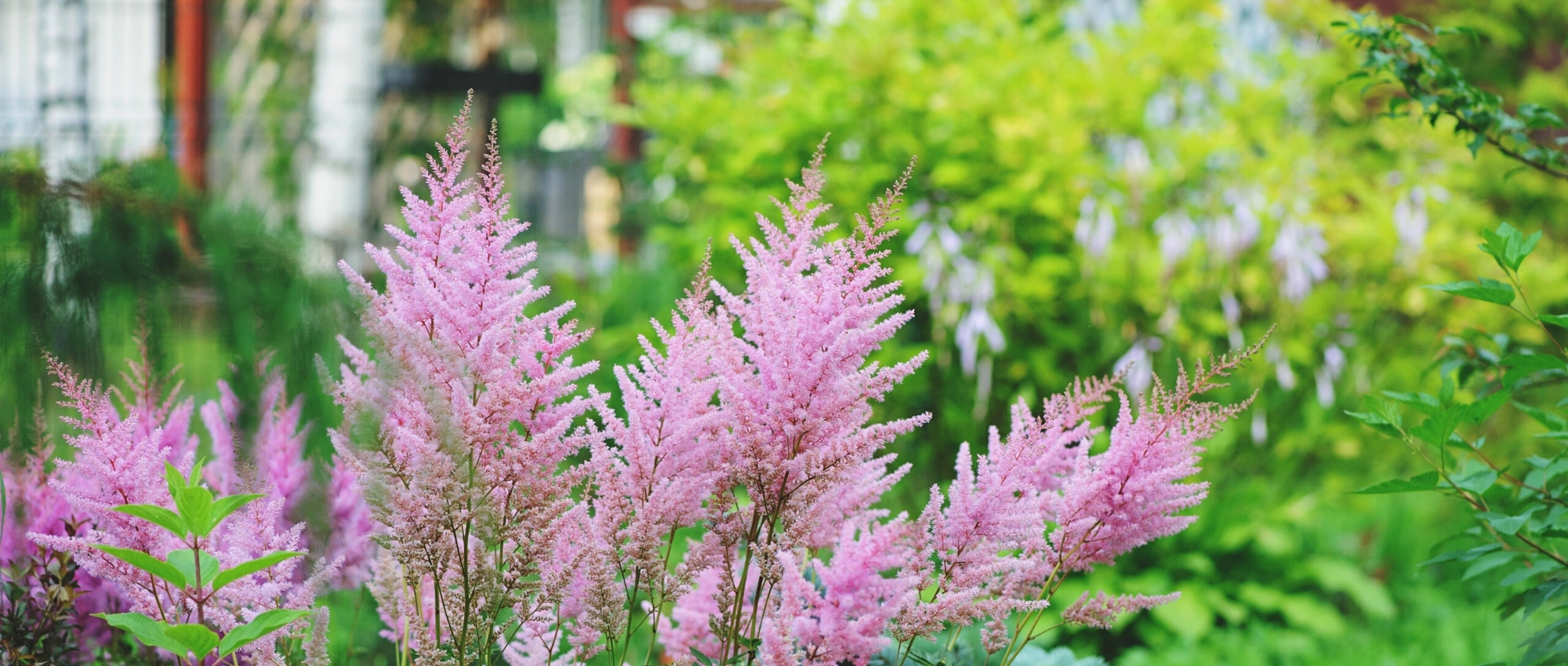 Elegir una Astilbe