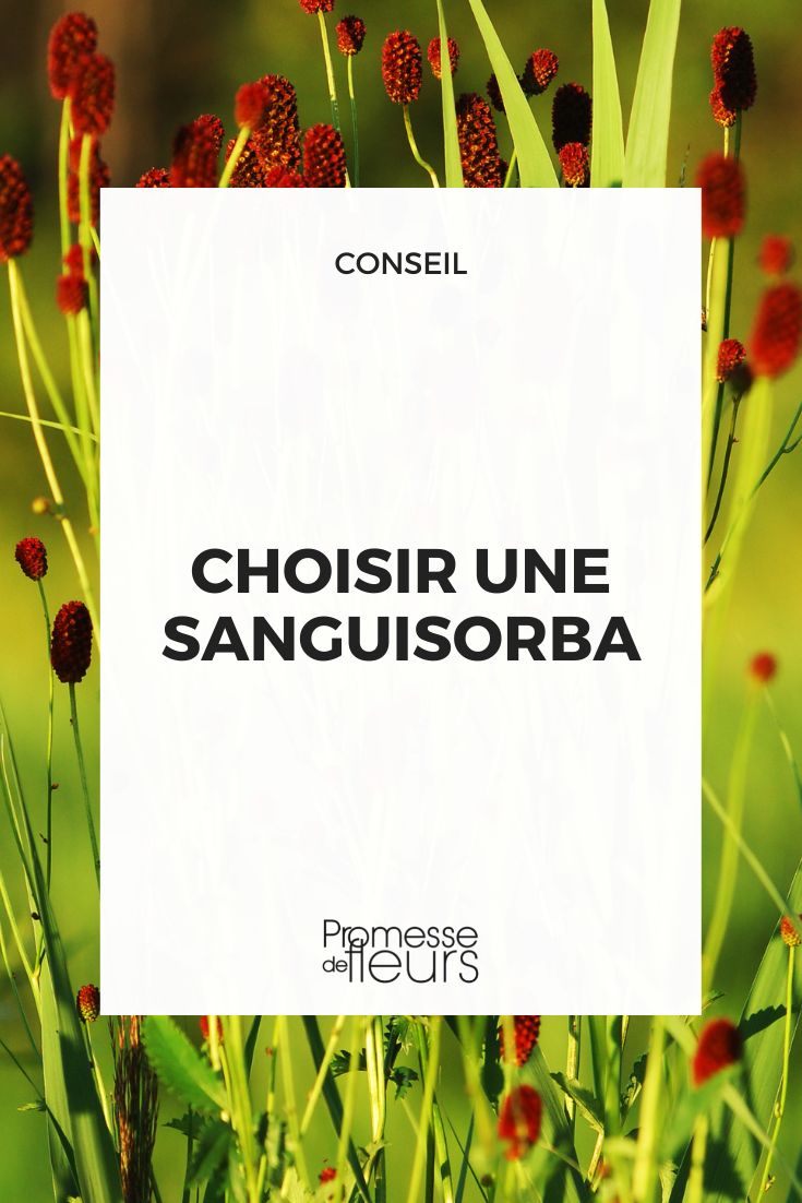 criterios para elegir una Sanguisorba