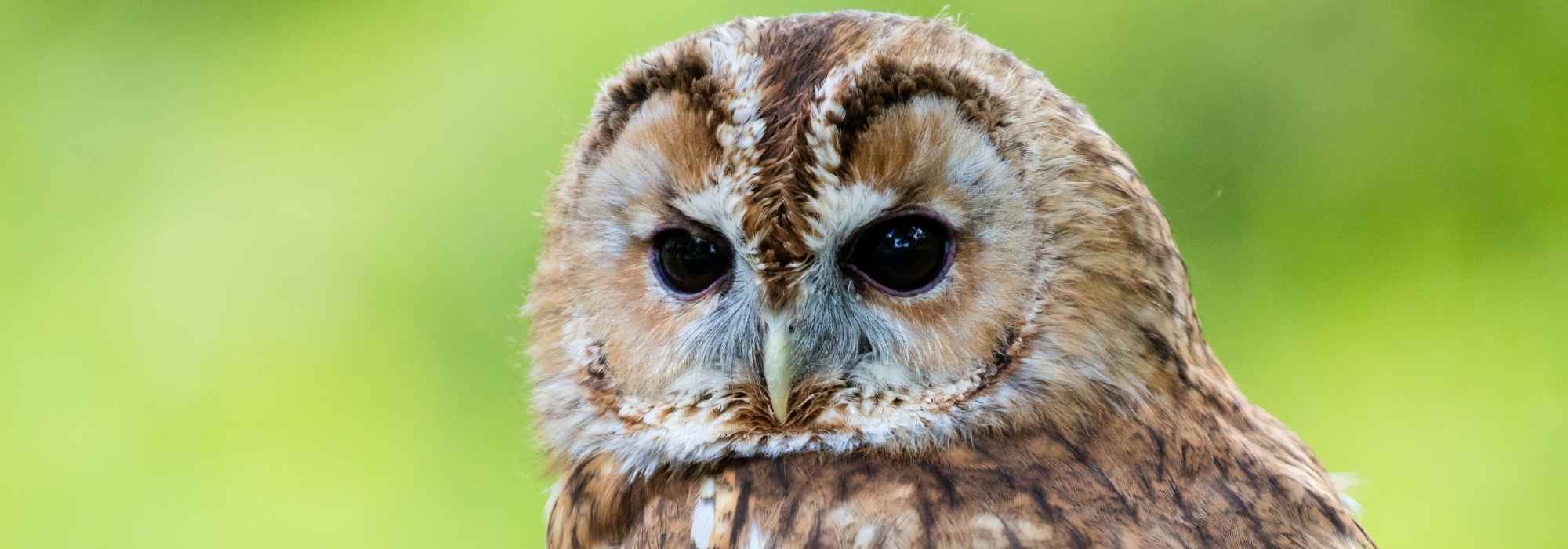 La Camedrio en el jardín