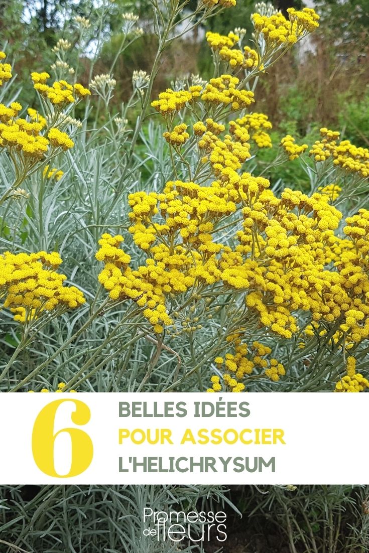 asociación helicriso siempreviva