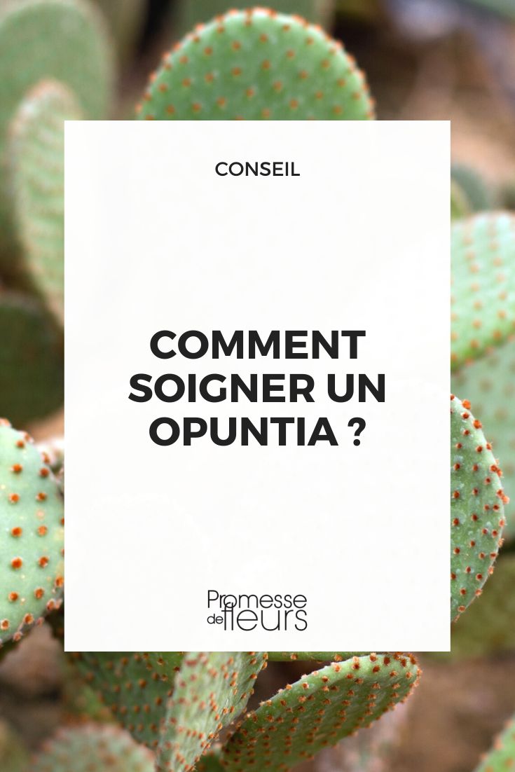 # Cuidados del cactus raqueta Opuntia

## Introducción
El Opuntia, comúnmente conocido como cactus raqueta o nopal, es una planta suculenta fascinante y resistente que pertenece a la familia de las cactáceas. Con sus característicos segmentos planos en forma de raqueta y sus brillantes flores, este cactus es una excelente opción para jardineros de todos los niveles.

## Riego
- **Moderación es clave**: Los Opuntias son extremadamente tolerantes a la sequía.
- **Frecuencia**: Riega profundamente pero infrecuentemente, permitiendo que el suelo se seque completamente entre riegos.
- **Invierno**: Reduce significativamente el riego durante los meses fríos (1 vez al mes o menos).

## Luz y temperatura
- **Luz solar**: Prefiere pleno sol (al menos 6 horas diarias).
- **Temperatura**: Ideal entre 20-35°C. Tolera heladas ligeras pero protege en inviernos severos.

## Sustrato y trasplante
- **Drenaje**: Usa una mezcla para cactus con buen drenaje (50% tierra, 25% arena gruesa, 25% perlita).
- **Trasplante**: Cada 2-3 años en primavera, aumentando ligeramente el tamaño de la maceta.

## Abono
- **Frecuencia**: 1 vez al mes durante la temporada de crecimiento (primavera-verano).
- **Tipo**: Usa un fertilizante balanceado para cactus diluido a la mitad de su concentración.

## Propagación
1. Corta un segmento sano con un cuchillo limpio.
2. Deja secar el corte durante 1-2 semanas hasta que se forme callo.
3. Planta en sustrato seco y no riegues hasta que aparezcan nuevas raíces (2-4 semanas).

## Problemas comunes
- **Exceso de agua**: Pudrición de raíces - reduce el riego.
- **Falta de luz**: Segmentos alargados y débiles - proporciona más luz solar.
- **Plagas**: Cochinillas - elimina con alcohol isopropílico y bastoncillo de algodón.

## Consejos adicionales
- Usa guantes gruesos para manipularlo debido a sus gloquidios (pelos espinosos diminutos).
- Las variedades resistentes pueden cultivarse en exterior todo el año en climas mediterráneos.
- Florece en primavera-verano, produciendo frutos comestibles en algunas especies.

Con estos cuidados básicos, tu Opuntia prosperará y te deleitará con su crecimiento único y sus coloridas flores año tras año.