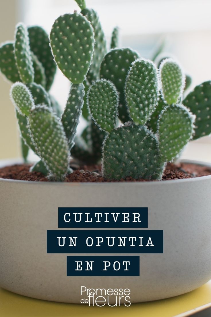 maceta de opuntia, cubeta, jardinera