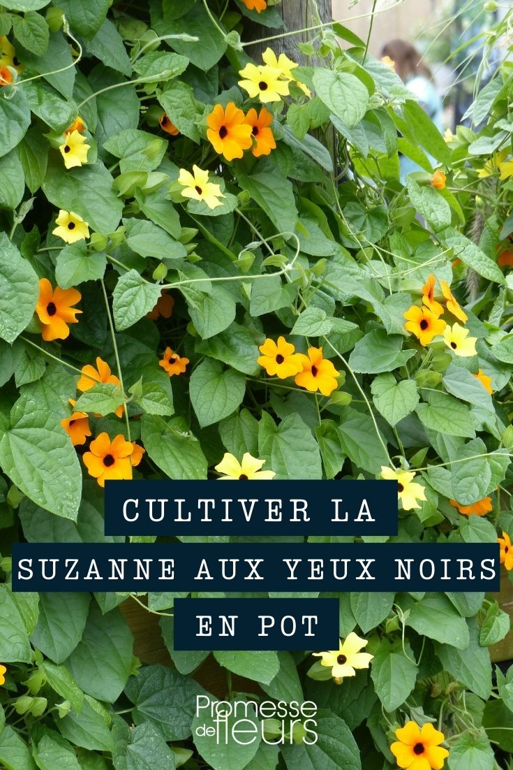 # Suzanne aux ojos negros en maceta o jardinera

## Descripción de la planta
La Suzanne aux yeux noirs (Thunbergia alata) es una encantadora planta trepadora anual conocida por sus flores vibrantes con un distintivo centro negro. Originaria de África tropical, esta planta es perfecta para añadir un toque exótico a tu balcón, terraza o jardín.

## Cultivo en maceta o jardinera
- **Contenedor**: Elige una maceta o jardinera con buen drenaje de al menos 30 cm de diámetro.
- **Sustrato**: Utiliza una mezcla de tierra para macetas con buen drenaje, enriquecida con compost.
- **Tutor**: Proporciona un soporte como un enrejado pequeño o varillas para que pueda trepar.

## Cuidados básicos
- **Riego**: Mantén la tierra húmeda pero no encharcada. Riega regularmente en verano.
- **Luz**: Colócala a pleno sol o en sombra parcial (mínimo 4-6 horas de sol directo).
- **Abono**: Fertiliza cada 2 semanas durante la temporada de crecimiento con un fertilizante líquido para plantas con flor.

## Floración
Produce abundantes flores desde principios de verano hasta las primeras heladas, en tonos que van del amarillo al naranja, todas con su característico "ojo negro" central.

## Consejo profesional
Para una exhibición espectacular, planta varias Suzanne aux yeux noirs juntas en una jardinera grande con soporte, creando una cascada de color durante todo el verano.