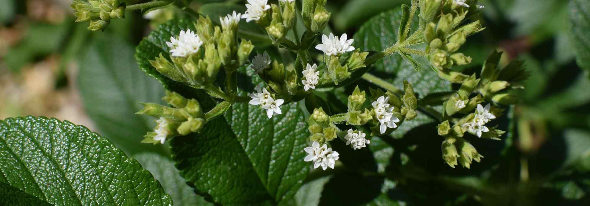 Cultivar la estevia