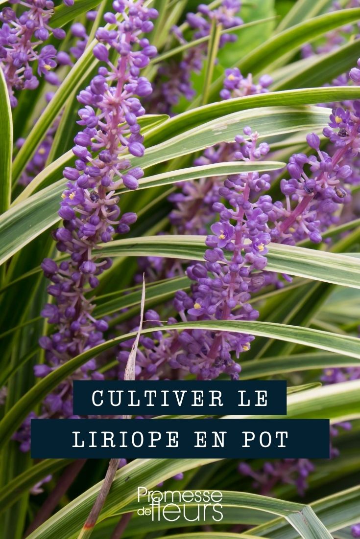 Cultivar el liriope en maceta