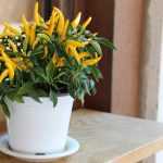 Cultivar pimientas y pimientos en macetas