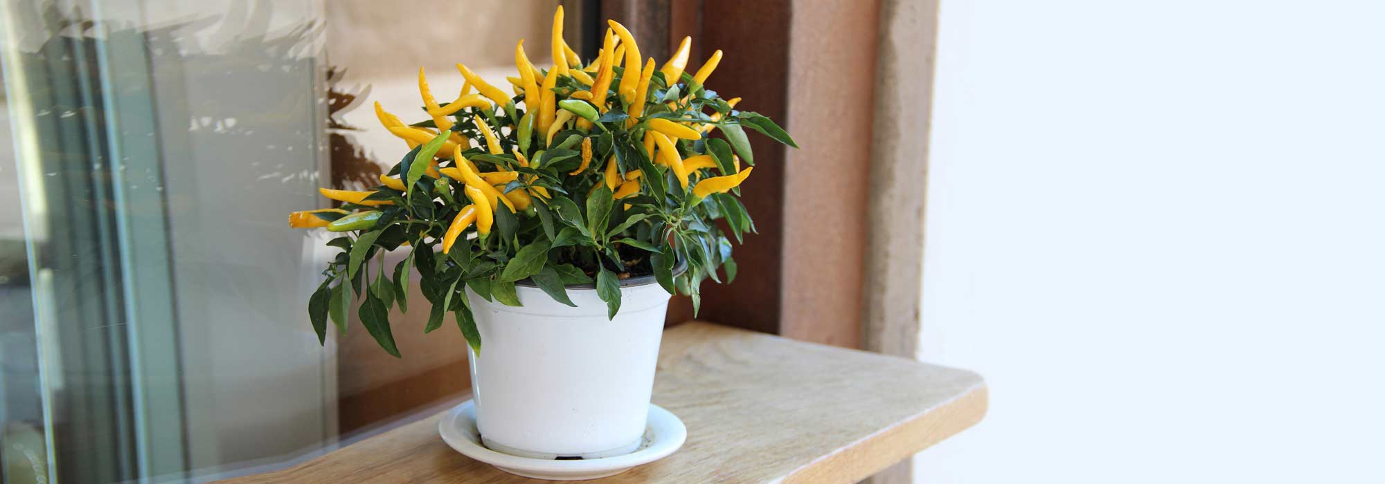 Cultivar pimientas y pimientos en macetas