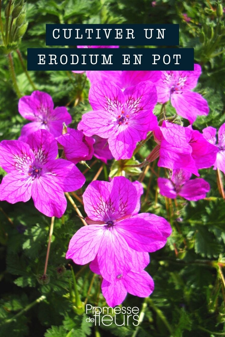 Erodium en maceta o jardinera