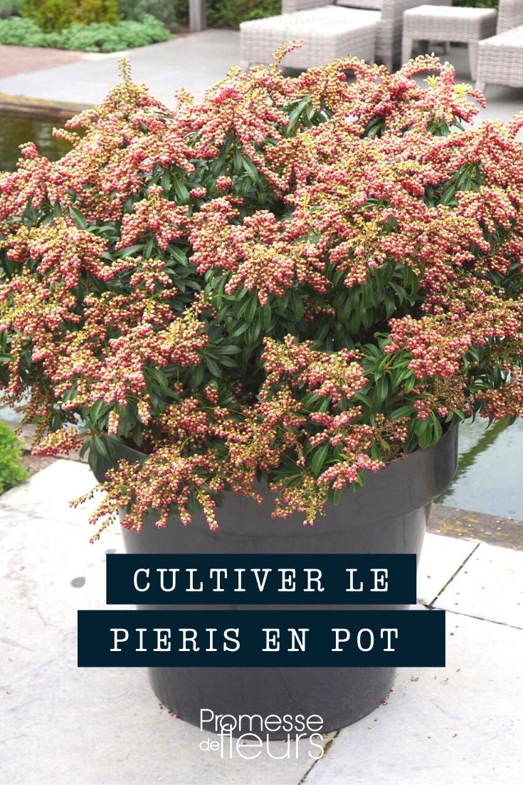 cultivo de Pieris en maceta o jardinera