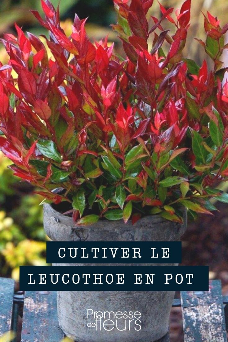 cultivo del Leucothoe en maceta, jardinera o contenedor