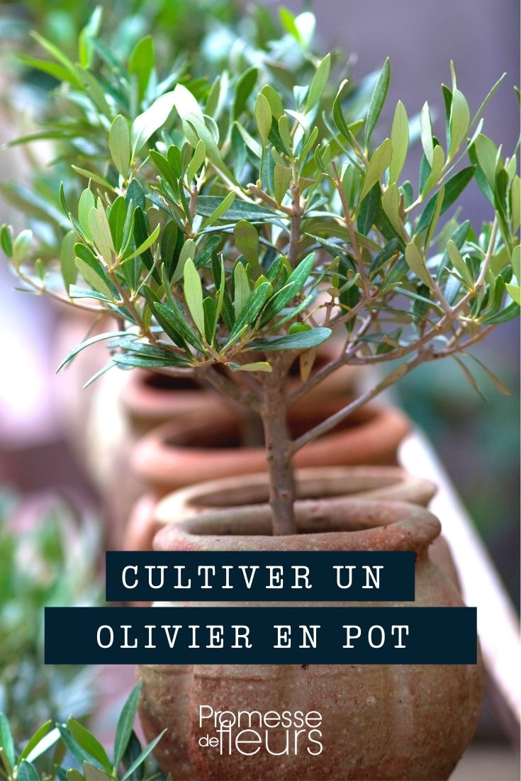 cultivo del olivo olea en maceta