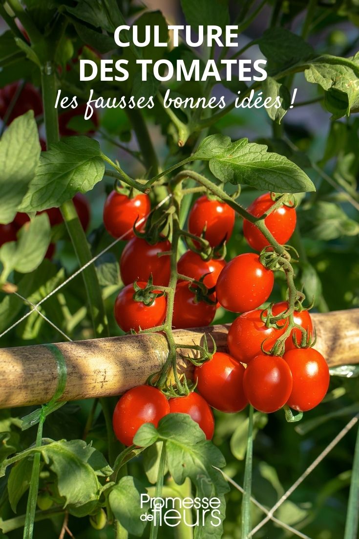 ideas preconcebidas sobre el cultivo de tomates