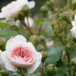 ¿Qué plantar al pie de las rosas?