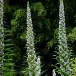 Asociar el Echium o la viperina
