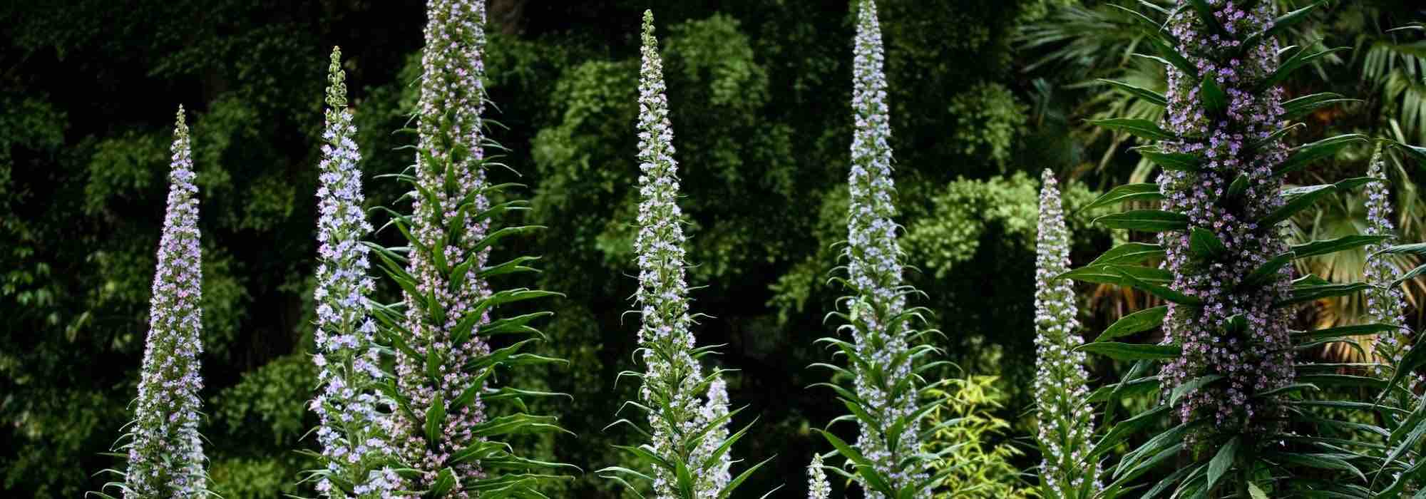 Asociar el Echium o la viperina