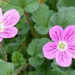 Cultivar un Erodium en maceta