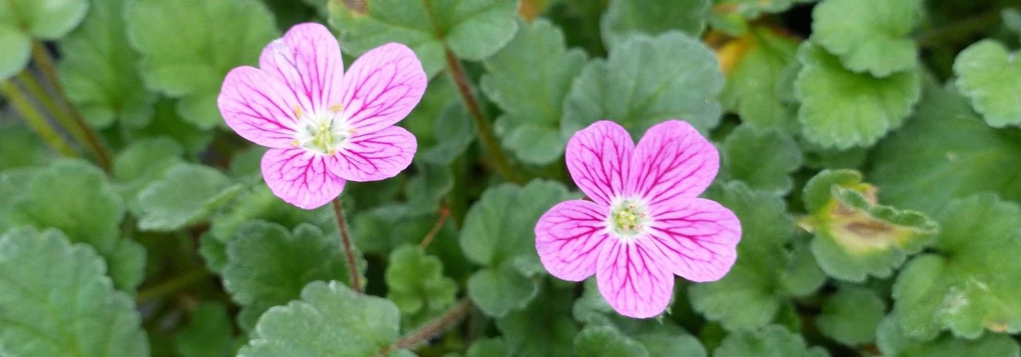 Cultivar un Erodium en maceta