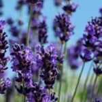 Lavanda: las mejores variedades para maceta
