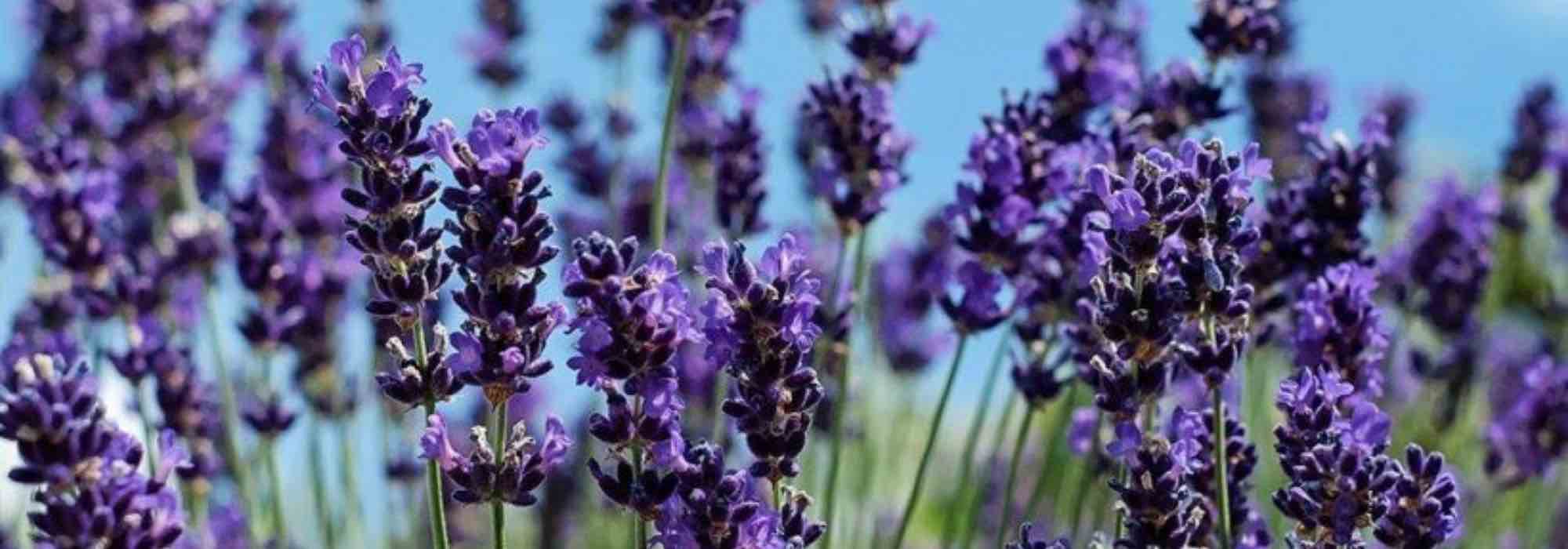 Lavanda: las mejores variedades para maceta