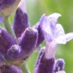 Lavanda: las variedades más bonitas con flores violetas