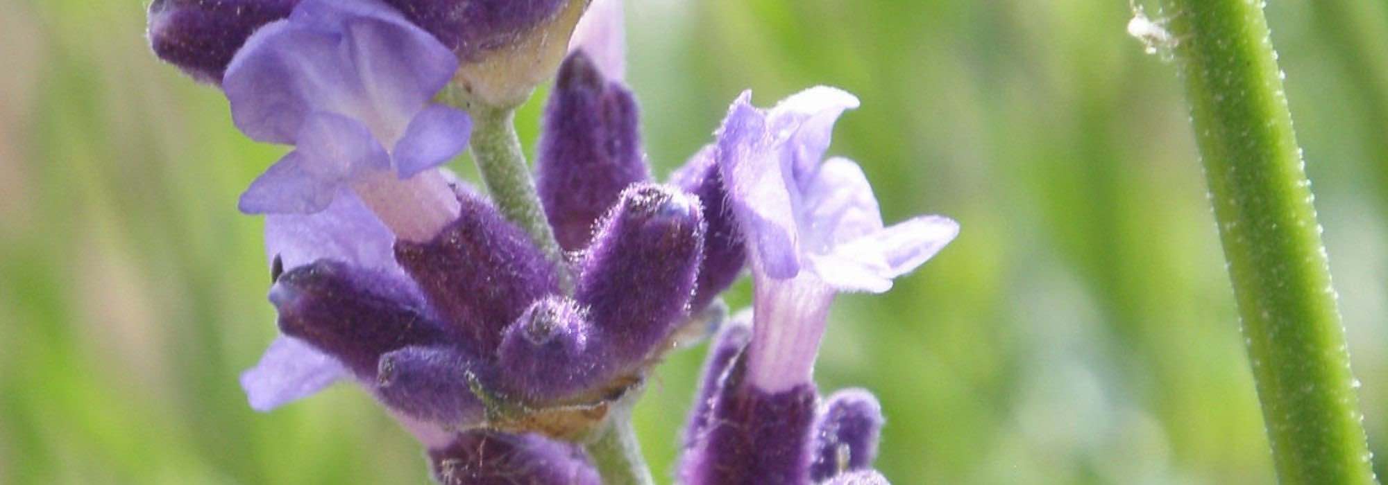Lavanda: las variedades más bonitas con flores violetas