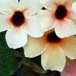 Cultivar la Susan de ojos negros en maceta