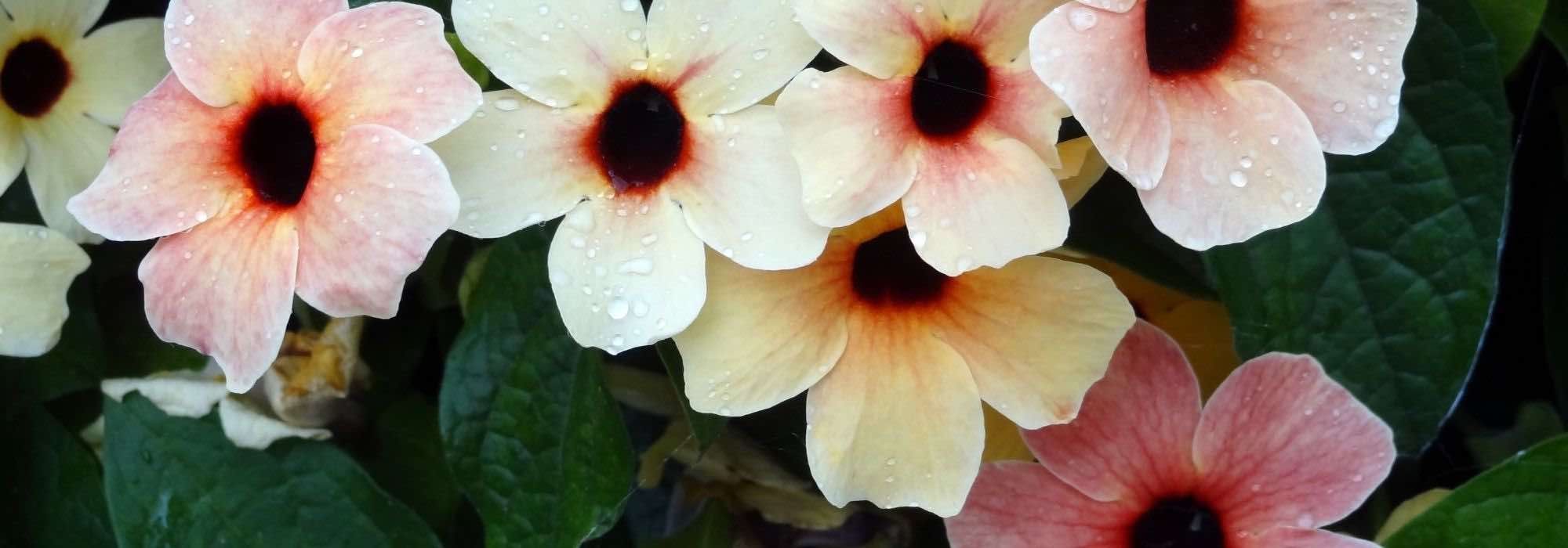 Cultivar la Susan de ojos negros en maceta