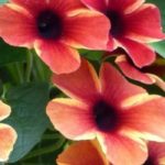 Asociar la Suzanne de ojos negros